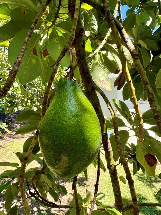 For Sale: $267,000 (3 beds, 2 baths, 797 Square Feet)