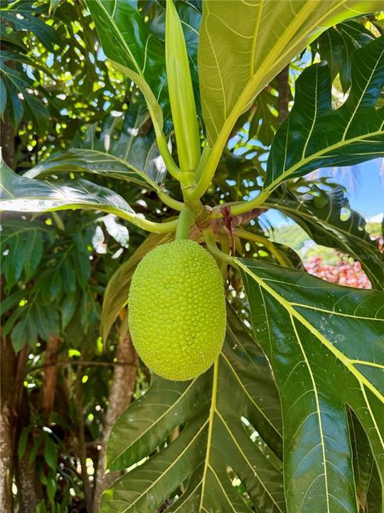 For Sale: $267,000 (3 beds, 2 baths, 797 Square Feet)