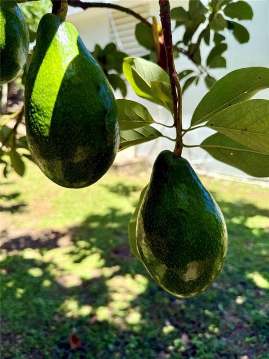 For Sale: $267,000 (3 beds, 2 baths, 797 Square Feet)