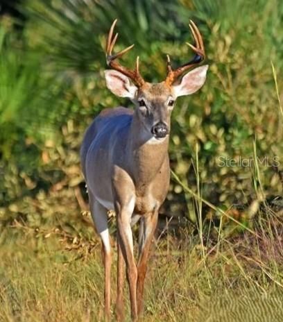 For Sale: $300,000 (9.80 acres)