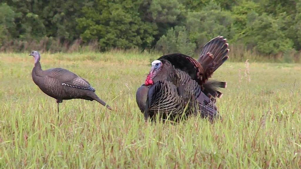 For Sale: $300,000 (9.80 acres)