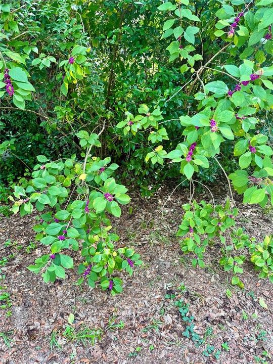 待售: $185,000 (3 贝兹, 2 浴室, 1040 平方英尺)