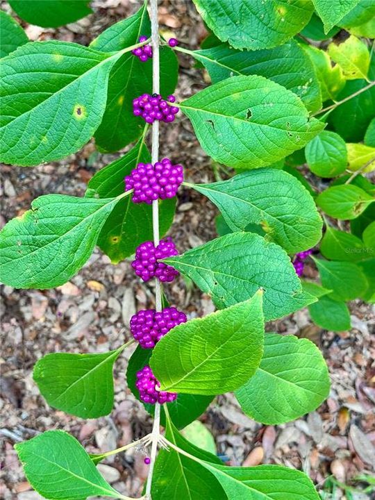 待售: $185,000 (3 贝兹, 2 浴室, 1040 平方英尺)