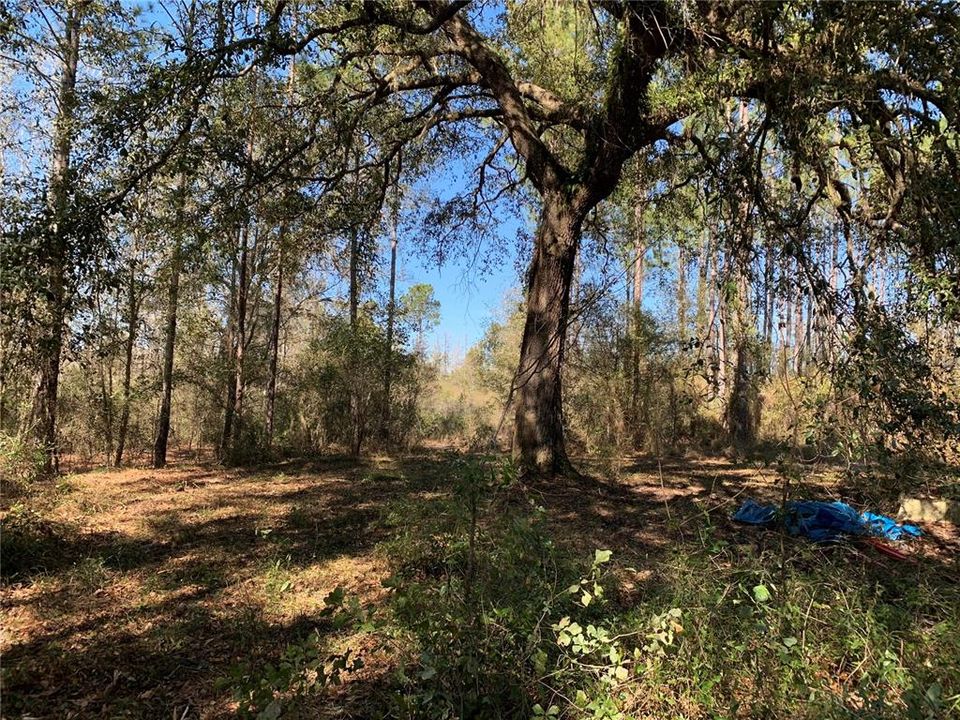 For Sale: $215,000 (40.00 acres)