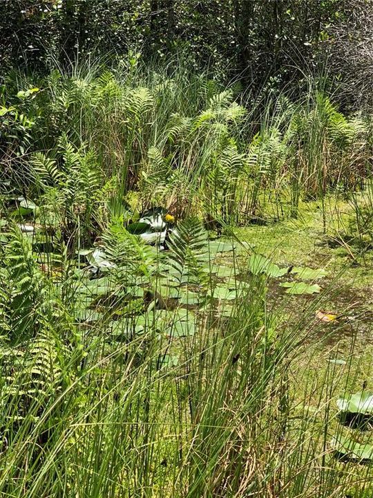 For Sale: $215,000 (40.00 acres)