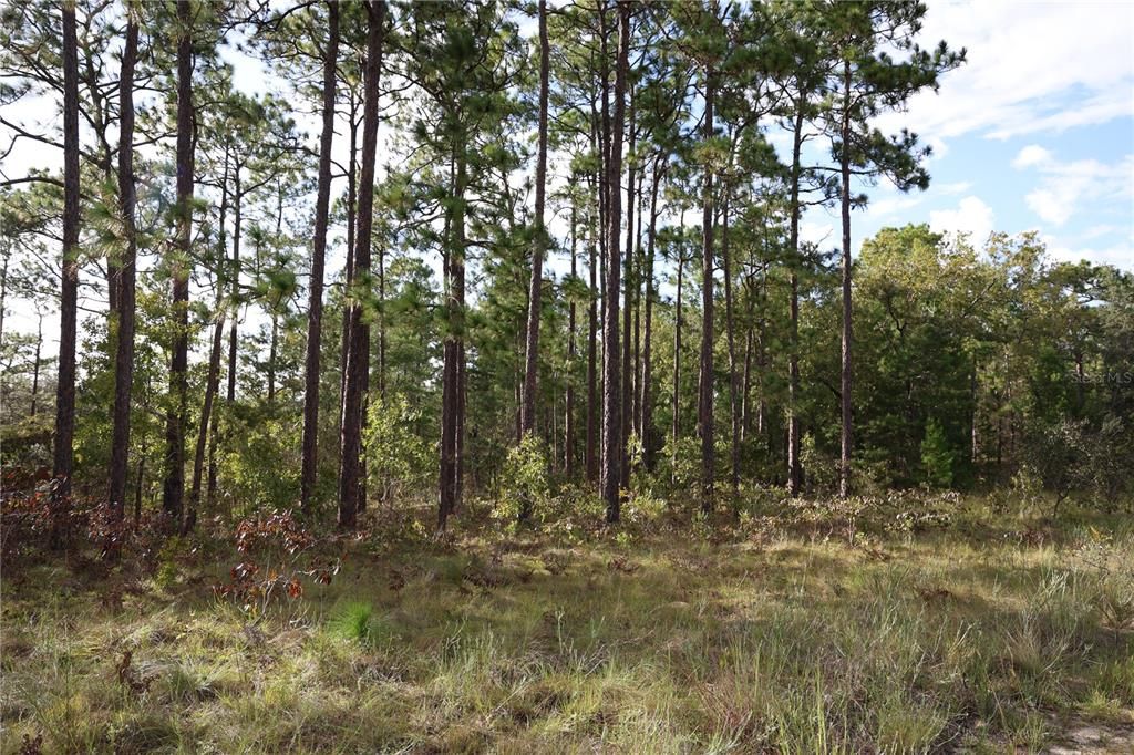 For Sale: $99,999 (5.22 acres)