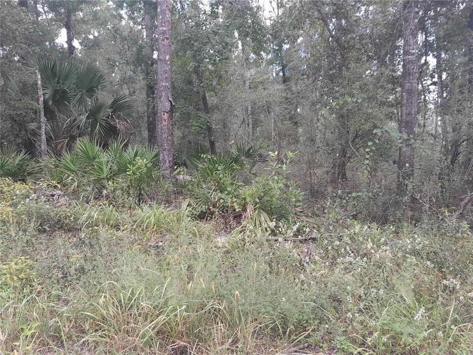 For Sale: $75,000 (5.09 acres)