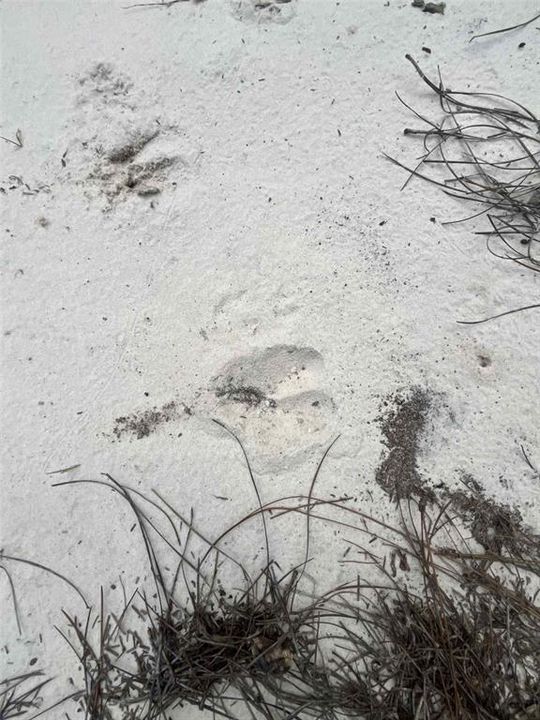 For Sale: $8,400 (0.46 acres)