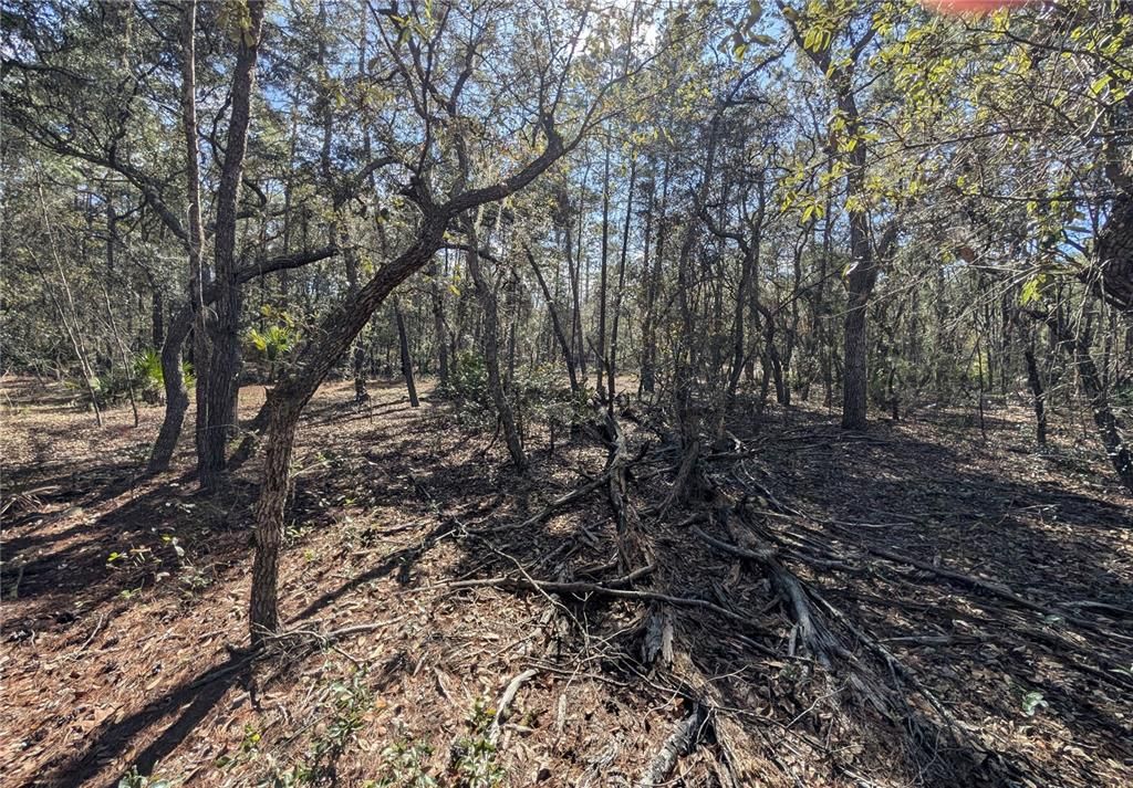 For Sale: $8,400 (0.46 acres)