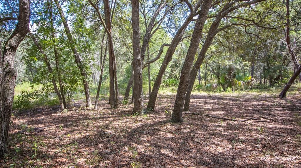 For Sale: $375,000 (20.00 acres)