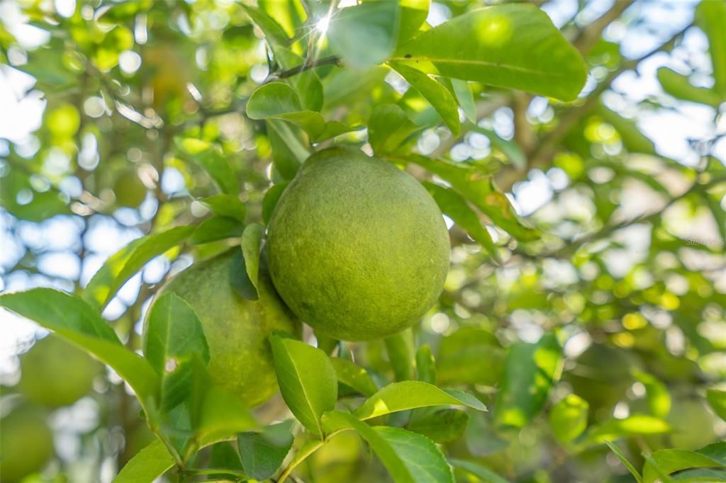 待售: $705,000 (5 贝兹, 3 浴室, 2962 平方英尺)