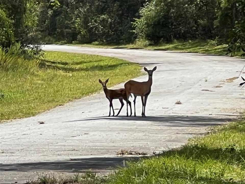 待售: $25,000 (0.35 acres)