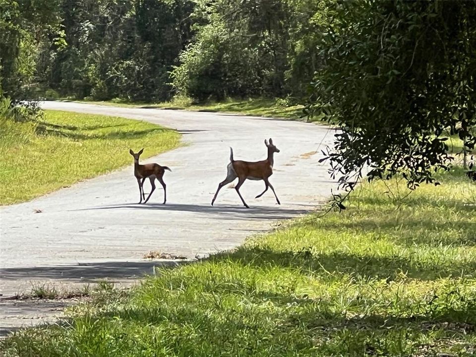 待售: $25,000 (0.35 acres)