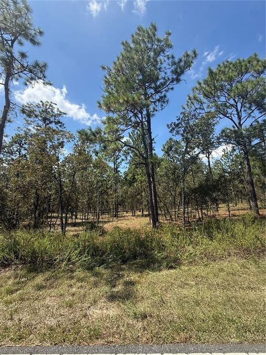 На продажу: $28,000 (1.06 acres)