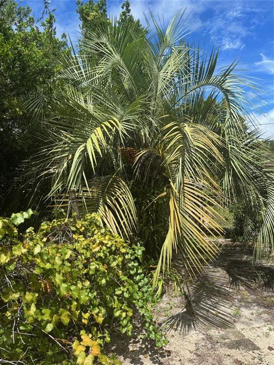 Под контрактом: $239,000 (3 спален, 1 ванн, 831 Квадратных фут)