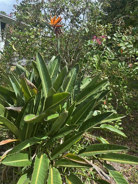 Под контрактом: $239,000 (3 спален, 1 ванн, 831 Квадратных фут)