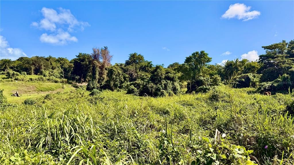 For Sale: $399,000 (7.40 acres)