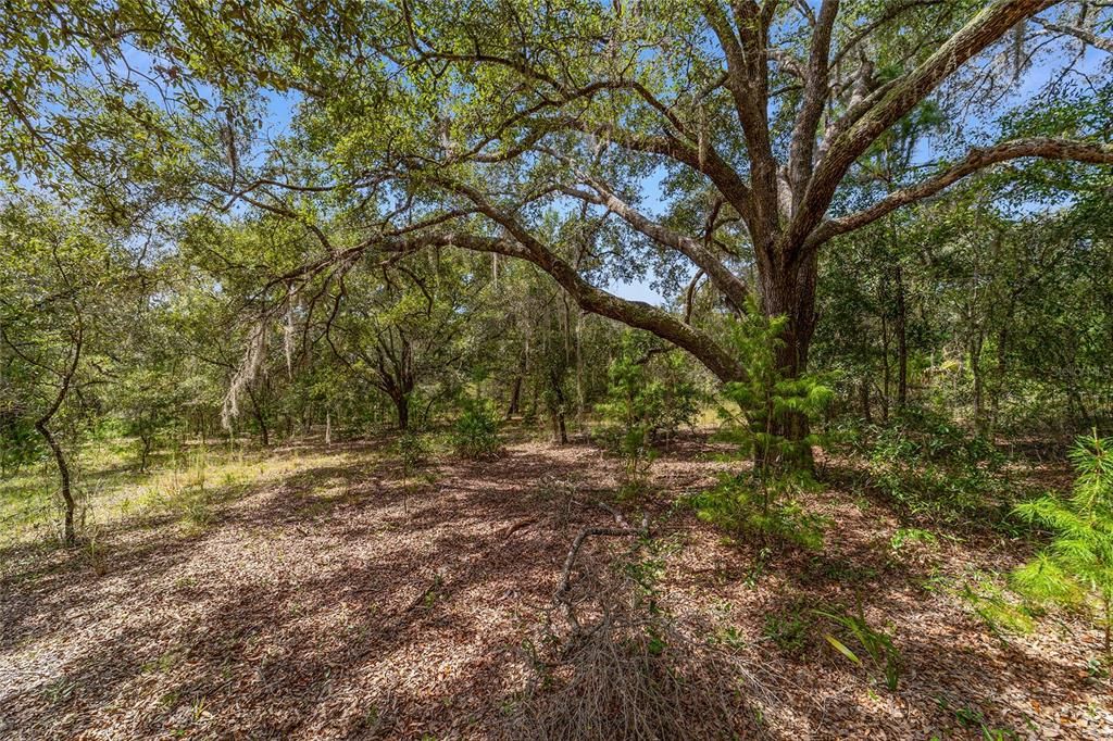 En Venta: $27,500 (0.99 acres)