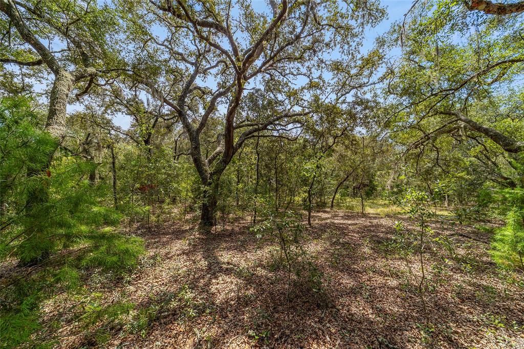 En Venta: $27,500 (0.99 acres)