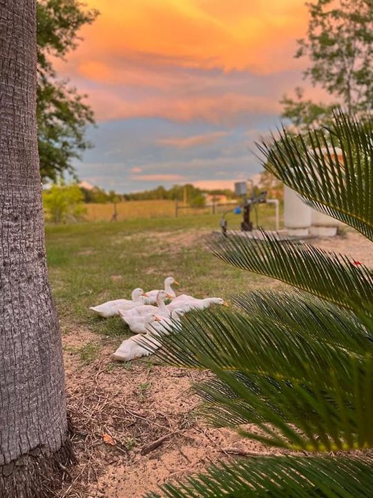 待售: $1,299,000 (3 贝兹, 2 浴室, 2059 平方英尺)