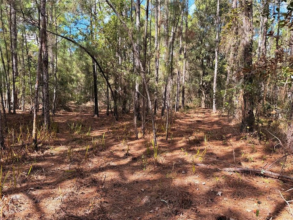 En Venta: $250,000 (10.07 acres)