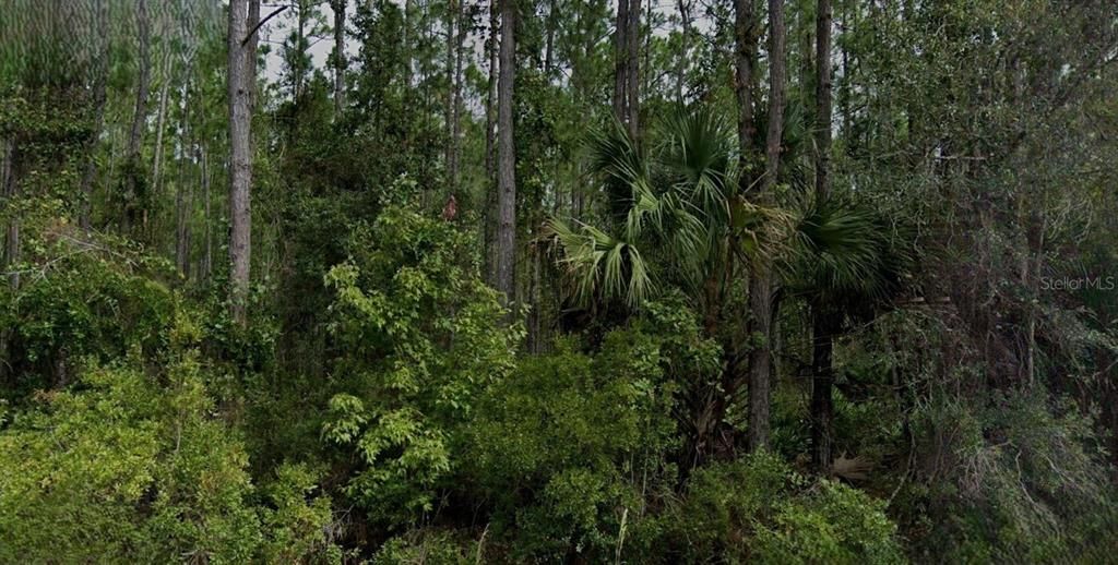 For Sale: $16,000 (1.25 acres)