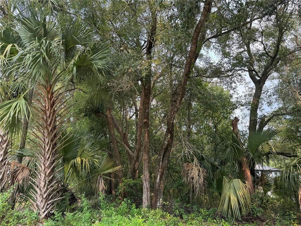 For Sale: $65,000 (0.45 acres)