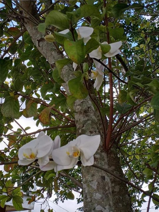 Active With Contract: $173,900 (2 beds, 1 baths, 823 Square Feet)