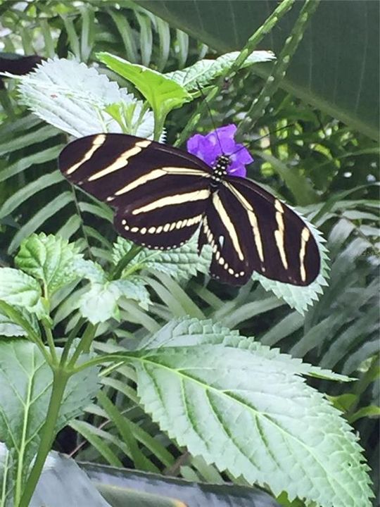 待售: $791,000 (2 贝兹, 1 浴室, 1624 平方英尺)