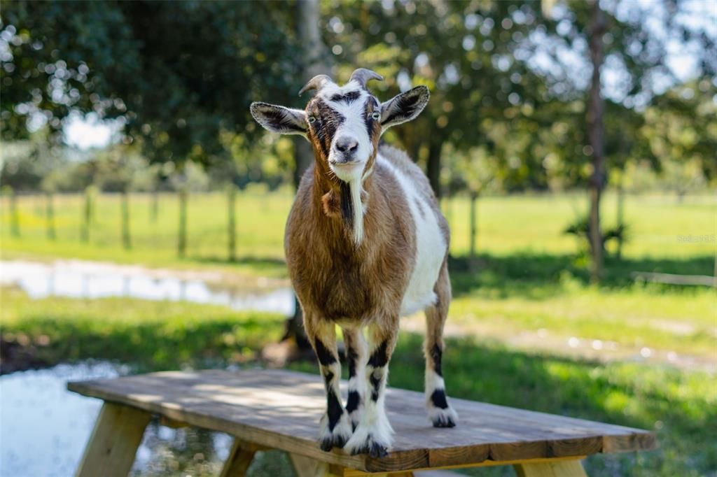 For Sale: $1,100,000 (5 beds, 4 baths, 3155 Square Feet)