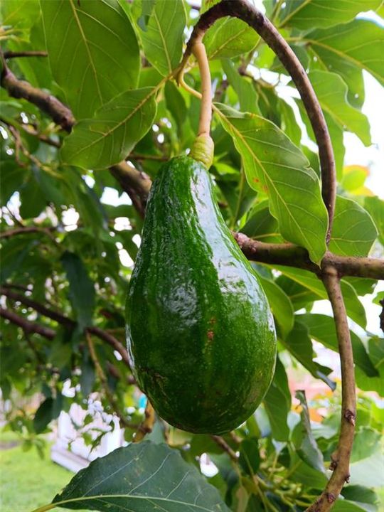 Active With Contract: $619,900 (3 beds, 4 baths, 2090 Square Feet)