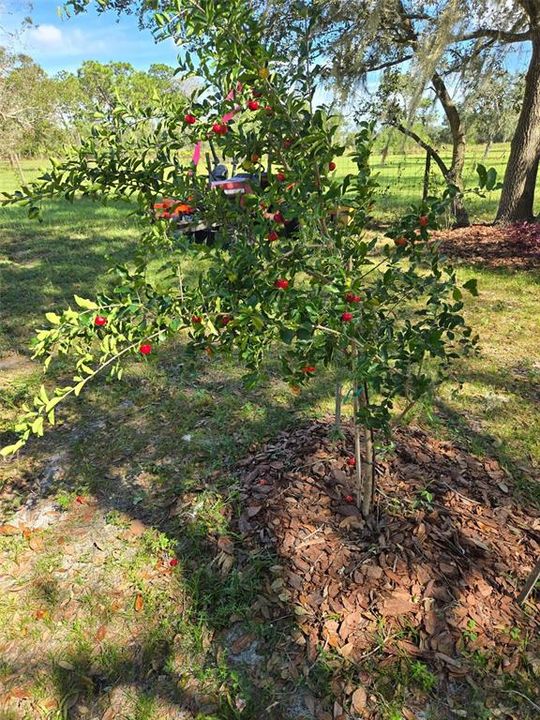 待售: $370,000 (5.19 acres)