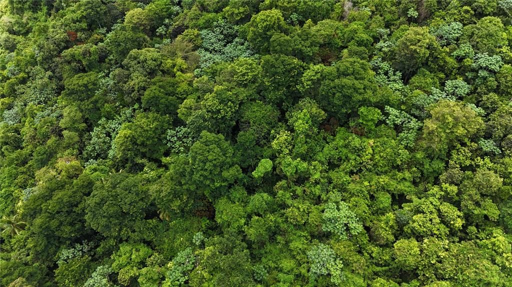 На продажу: $75,000 (0.70 acres)