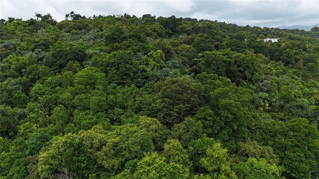 На продажу: $75,000 (0.70 acres)