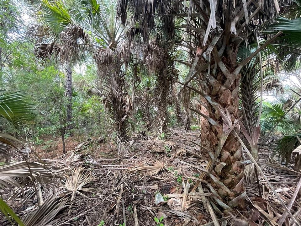 For Sale: $18,700 (0.19 acres)