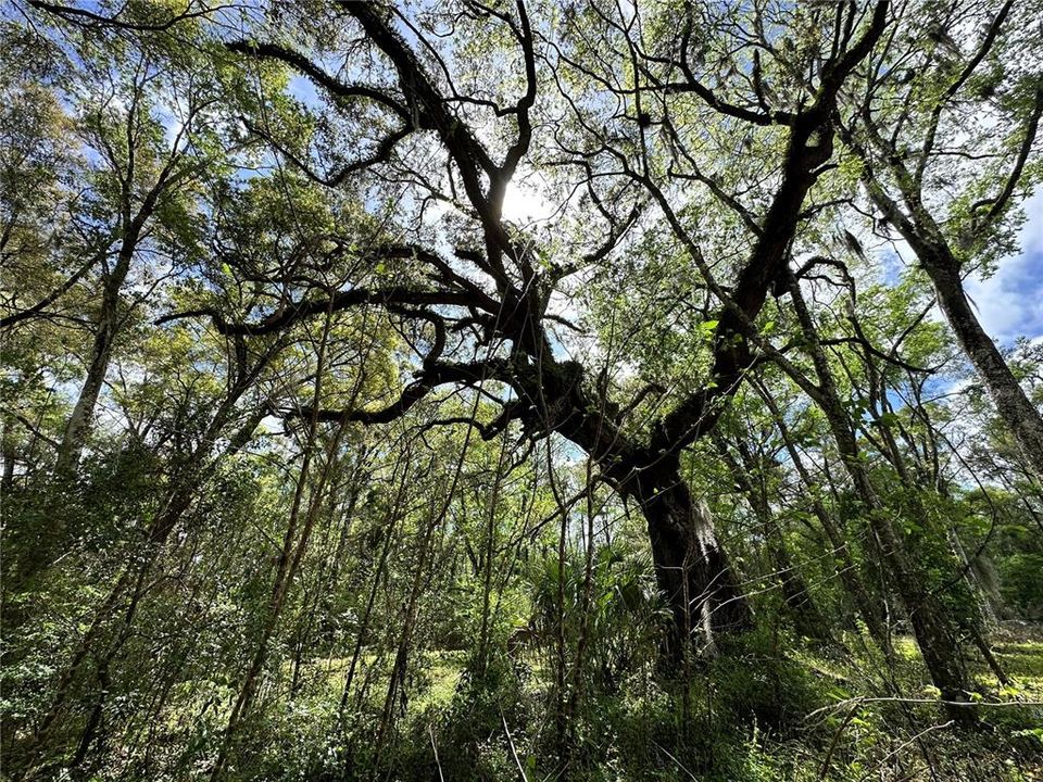 En Venta: $59,900 (0.92 acres)