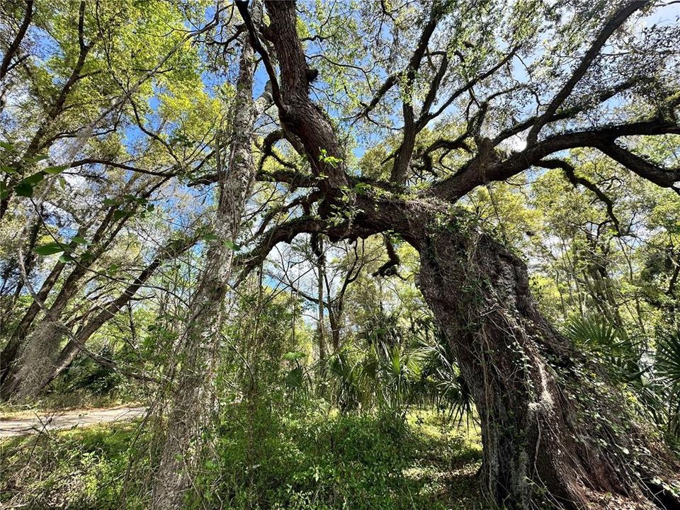 En Venta: $59,900 (0.92 acres)