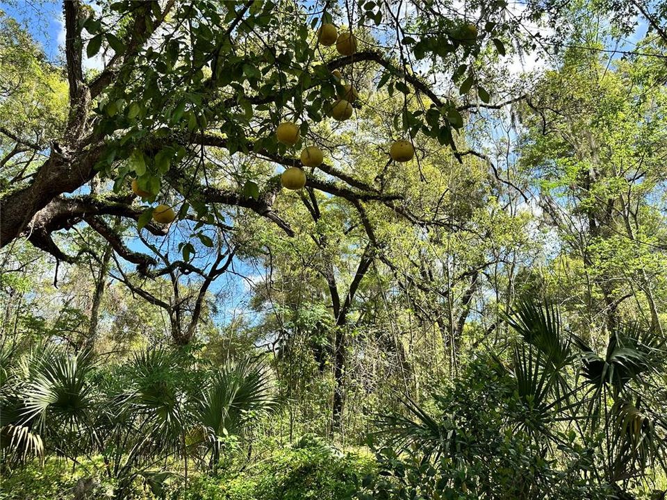 En Venta: $59,900 (0.92 acres)