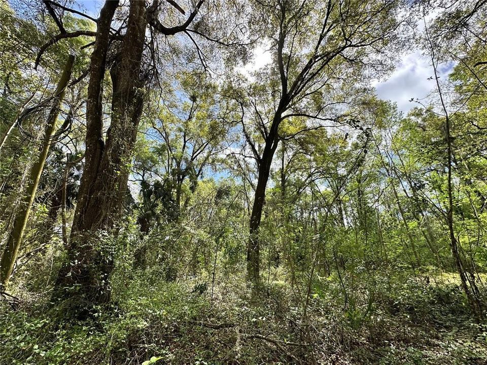 En Venta: $59,900 (0.92 acres)
