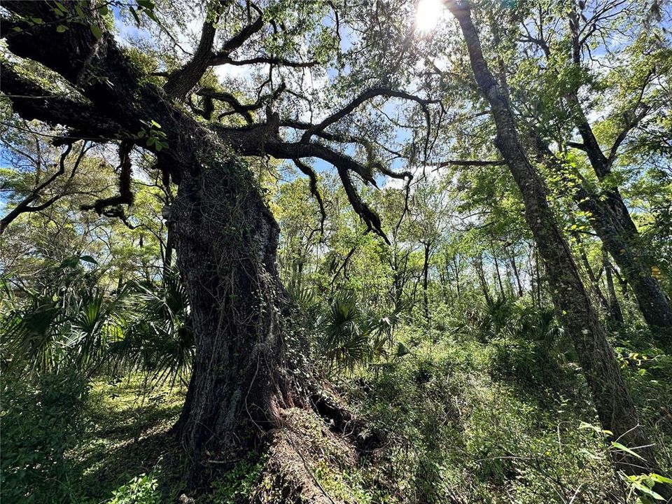 En Venta: $59,900 (0.92 acres)