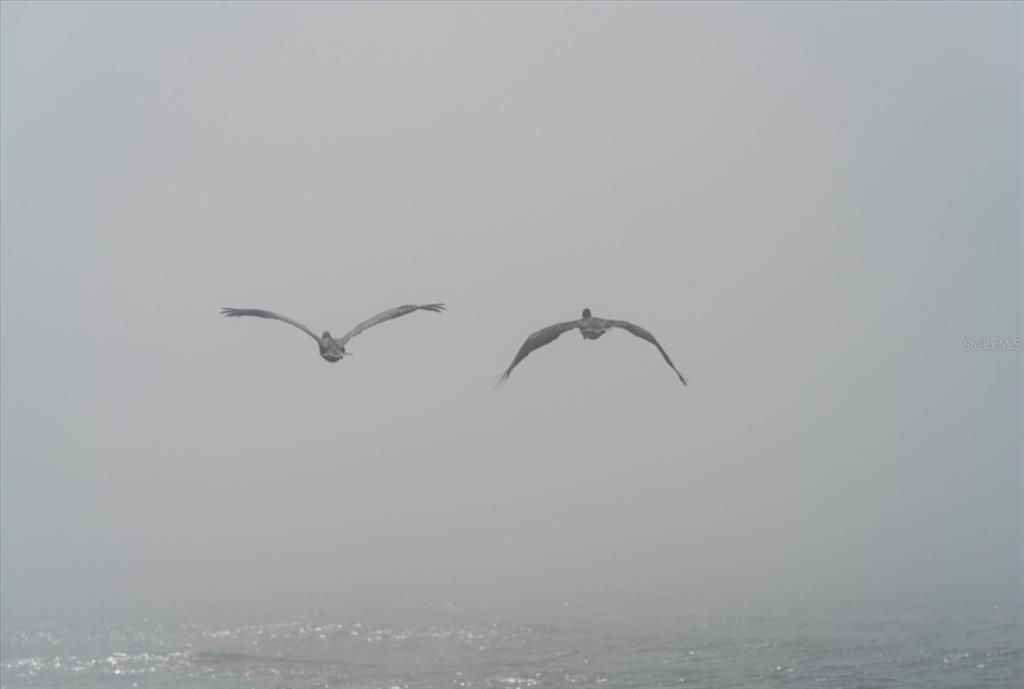 合同活跃: $999,000 (2 贝兹, 2 浴室, 1186 平方英尺)