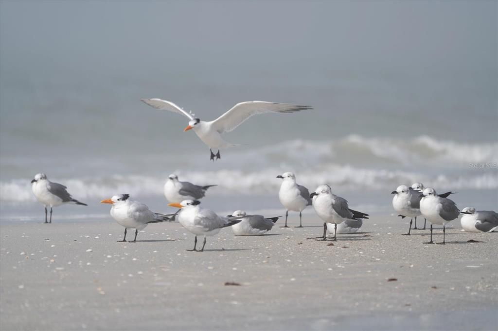 合同活跃: $999,000 (2 贝兹, 2 浴室, 1186 平方英尺)