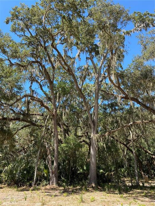 Activo con contrato: $58,000 (1.20 acres)