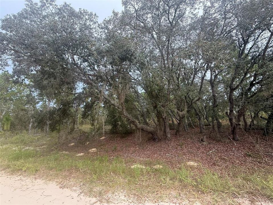En Venta: $60,000 (1.14 acres)