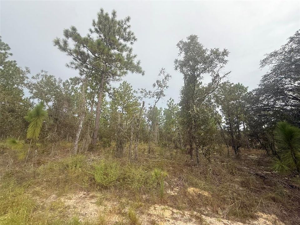 En Venta: $60,000 (1.14 acres)