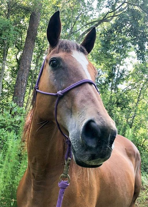 For Sale: $400,000 (4.76 acres)