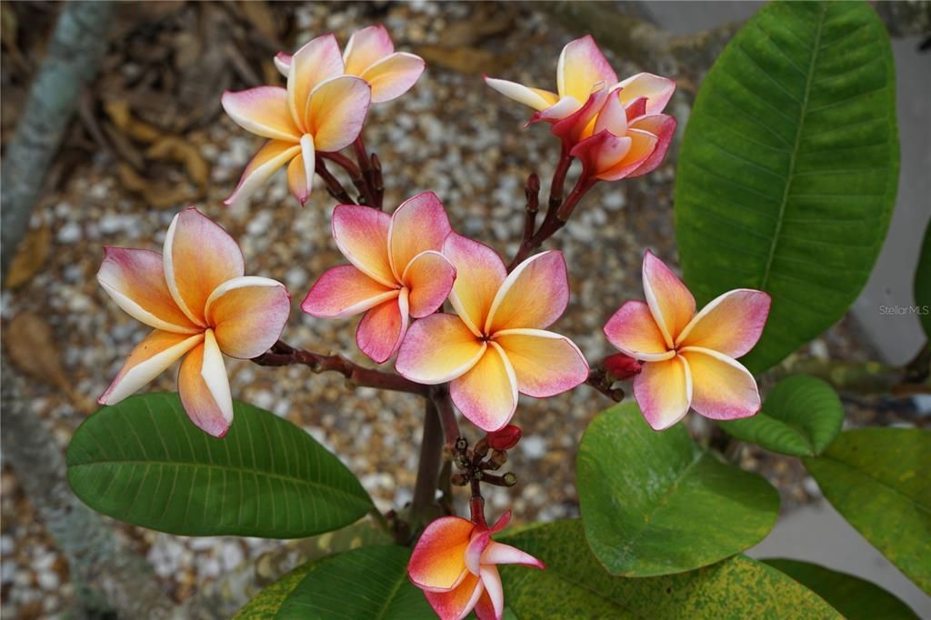 合同活跃: $230,000 (2 贝兹, 2 浴室, 1642 平方英尺)