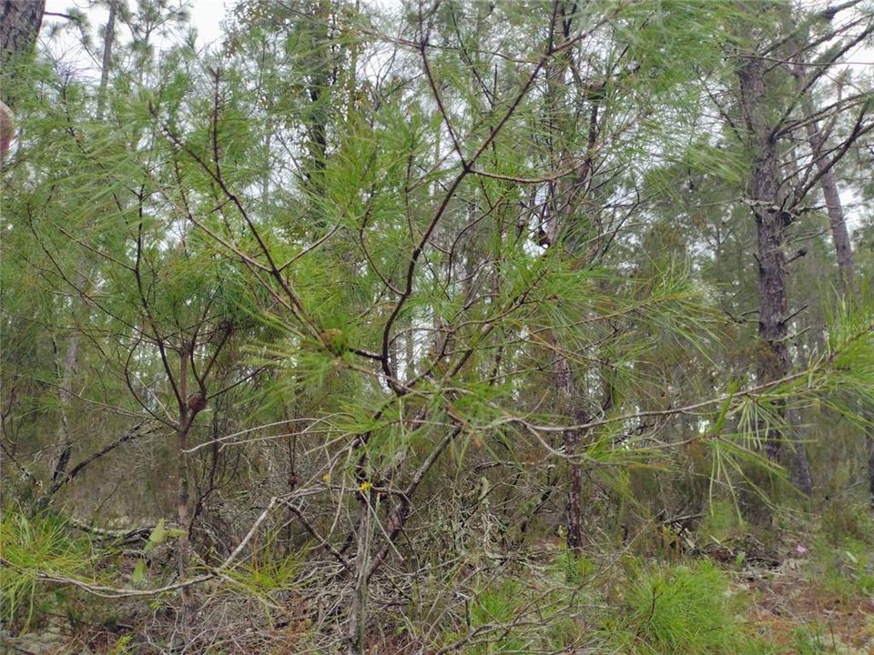 待售: $32,000 (0.21 acres)