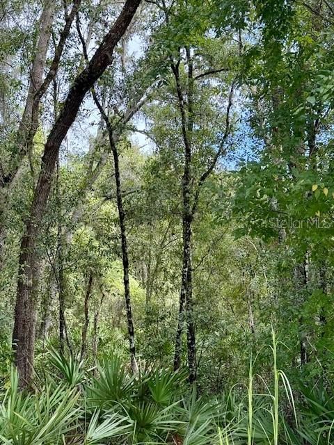 На продажу: $65,000 (1.66 acres)