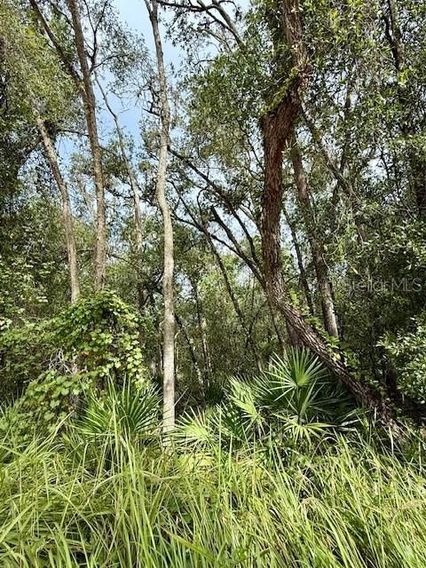 На продажу: $65,000 (1.66 acres)